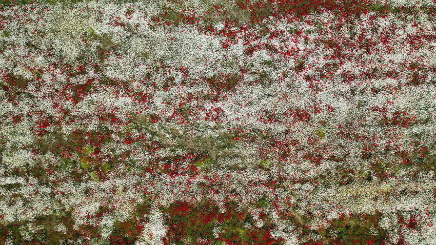 Kastamonu kırsalında gelincik ve bahar çiçekleri renk cümbüşü yarattı