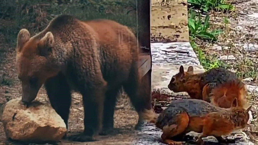 Safranbolu’da ayı ve sincaplar yiyecek ararken görüntülendi. Sosyal medyada ilgi odağı oldu