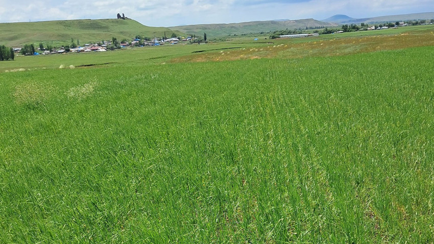 Kars’ta dolu arpa tarlalarını vurdu. Çiftçiler destek beklediklerini belirtti