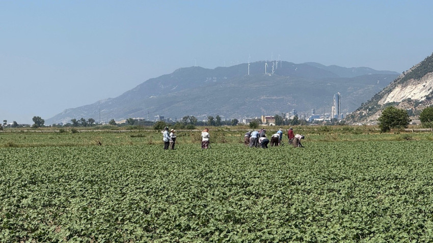 Germencik’te pamukta erken dönem zararlılarla mücadele başarılı oldu