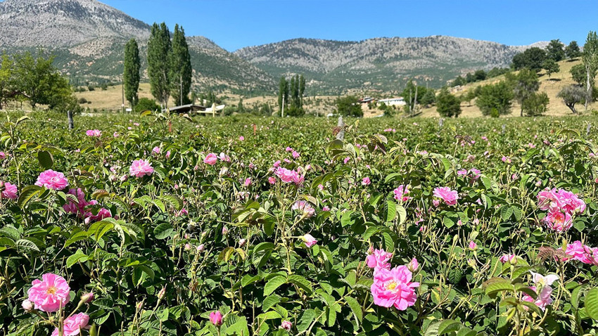 Isparta yaylalarında gül hasadı devam ediyor. Güllerde kaliteli yağ için rakım farkı öne çıkıyor