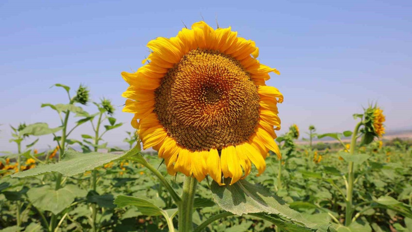 Kahramanmaraş’ta açan ayçiçekleri doğaseverlerin ilgisini çekiyor