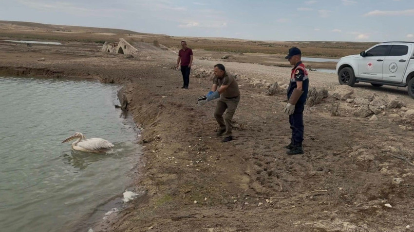 Karaman’da yorgun ve bitkin halde bulunan pelikan tedavi edilip doğaya bırakıldı