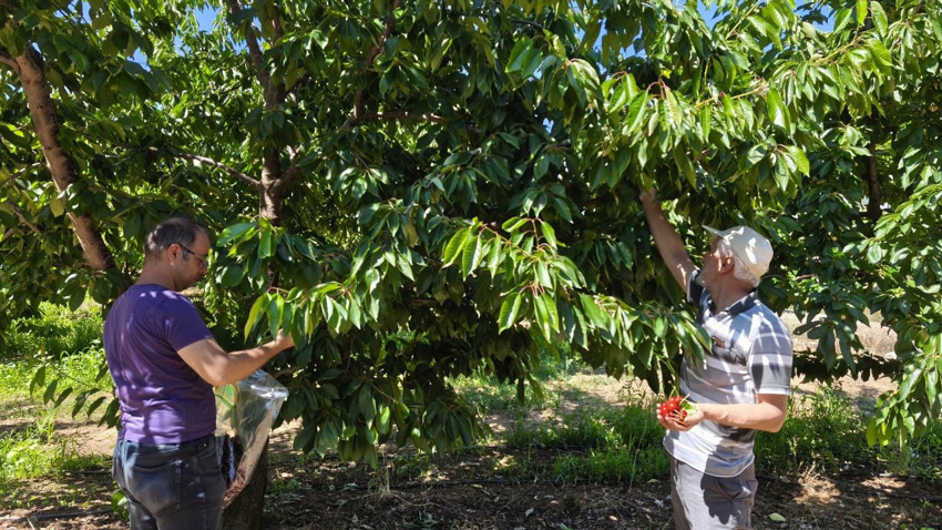 Beyşehir’de kiraz hasadı öncesi pestisit denetimi yapılmak için numune alındı