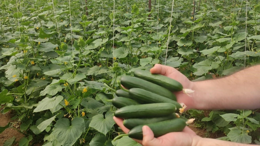 Düzce’de sebze fideleri üretimle buluştu. Atıl arazilerin ekime açılmasıyla verimliliğin artırılması hedefleniyor