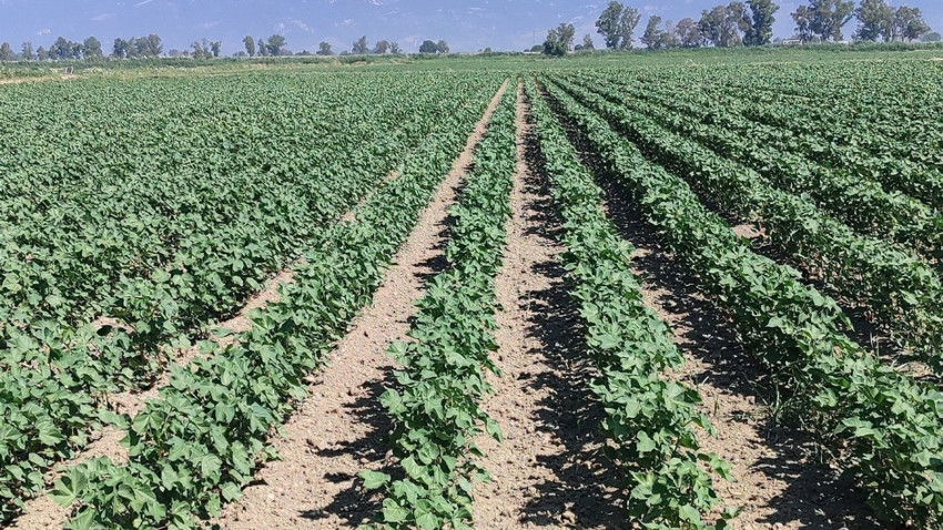 Aydın Didim’de pamuk arazilerinde erken dönem zararlı kontrolleri gerçekleştirildi