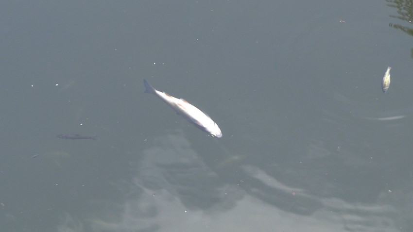 Kütahya Tavşanlı’da taşkın kanalında yaşanan balık ölümleri endişe yarattı