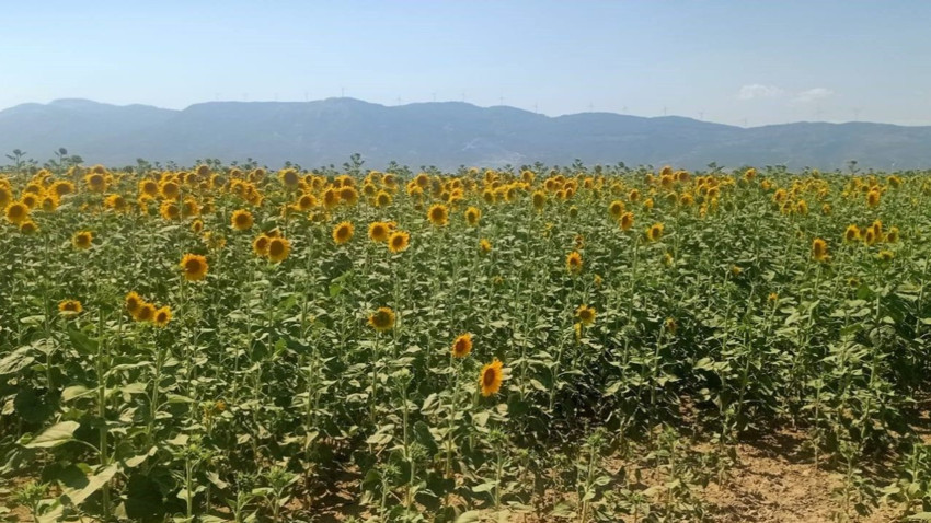 Aydın Söke İlçesinde pamuk ve ayçiçeği tarlalarında tarımsal denetimler devam ediyor
