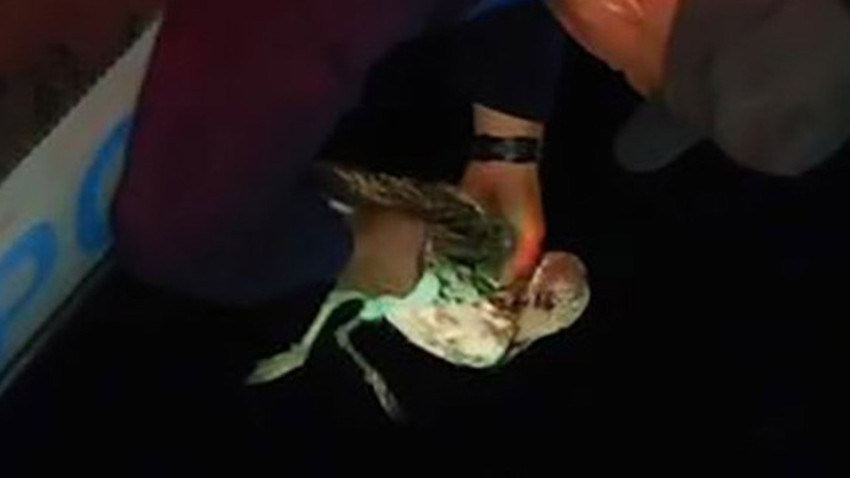 Tekirdağ’da kanadına misina dolanan martı dalgıç polis tarafından kurtarıldı