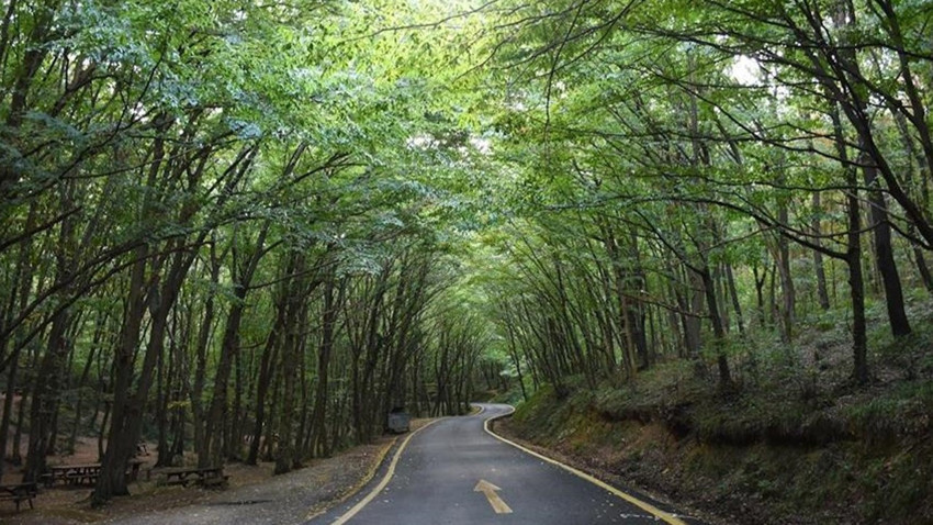 Valilik duyurdu: O ilde ormanlık alanlara girişler yasaklandı!