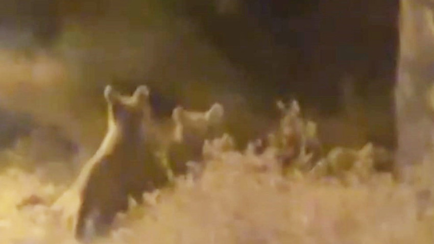 Boz ayı ailesi İlçe merkezine gece saatlerinde indiler, çöplükte ortaya çıktılar