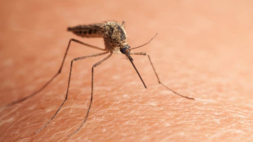 Çin’de 'chikungunya' virüsü alarmı: 7 binden fazla vaka bildirildi