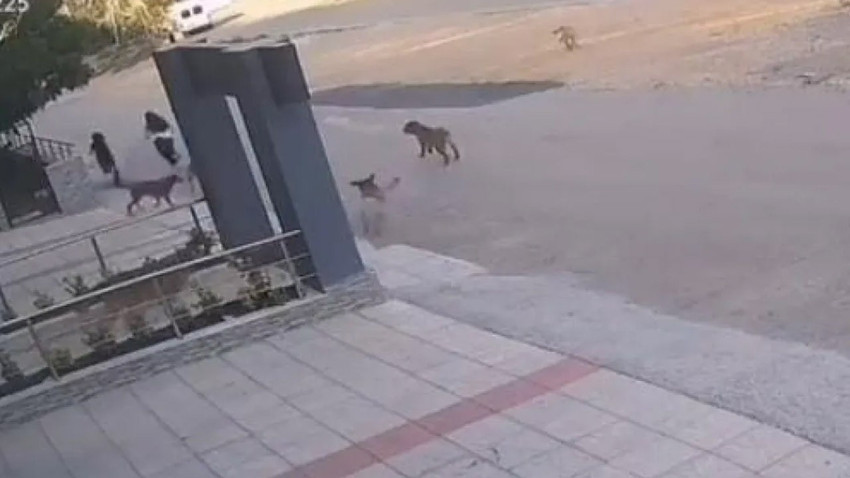 Bursa'da başıboş köpekler dehşet saçtı