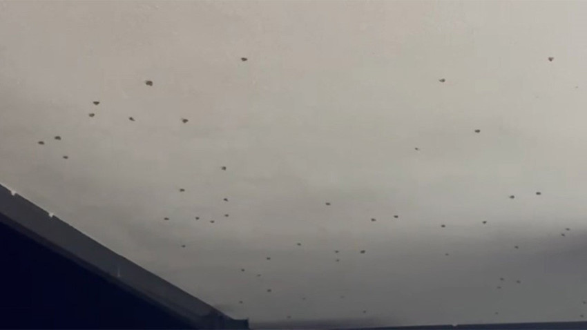 O ilde vampir kelebek istilası! Camları açamıyorlar