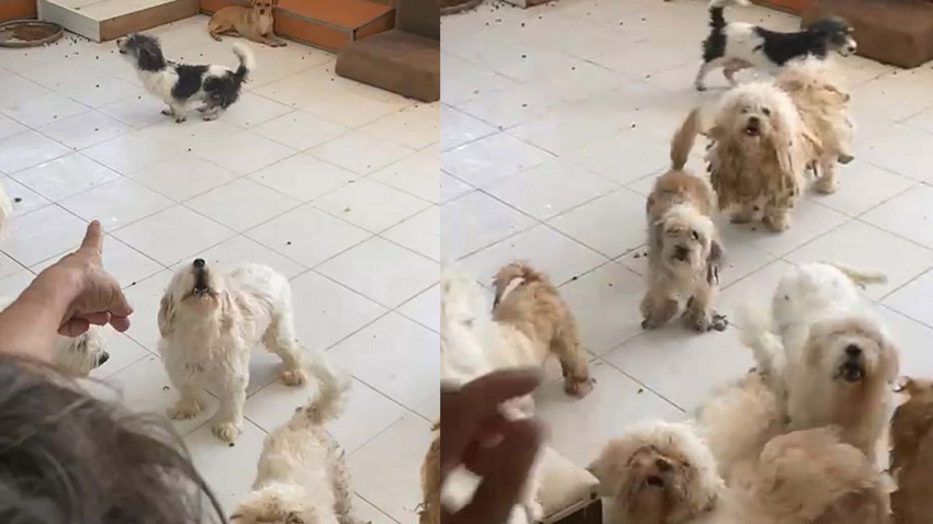İzmir'de evde tutulan 20 köpek komşuların şikayeti üzerine kurtarıldı