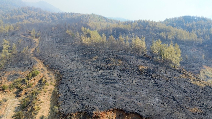Muğla'da orman yangını! Bakan Yumaklı son durumu açıkladı