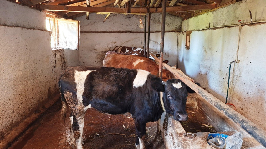 Kütahya'da büyükbaşlarda şap hastalığı tespit edildi, ilçe hayvan giriş çıkışına kapatıldı