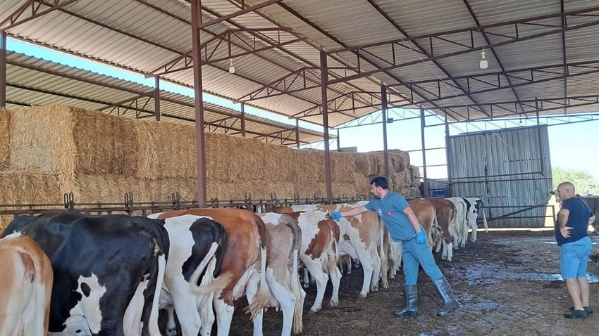Aydın’ın Söke ilçesinde 7 mahallede süren şap karantinası kaldırıldı