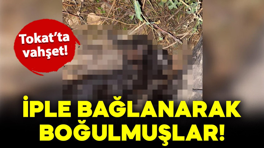 Böyle vahşet görülmedi! 3 yavru köpek öyle bir halde bulundu ki..
