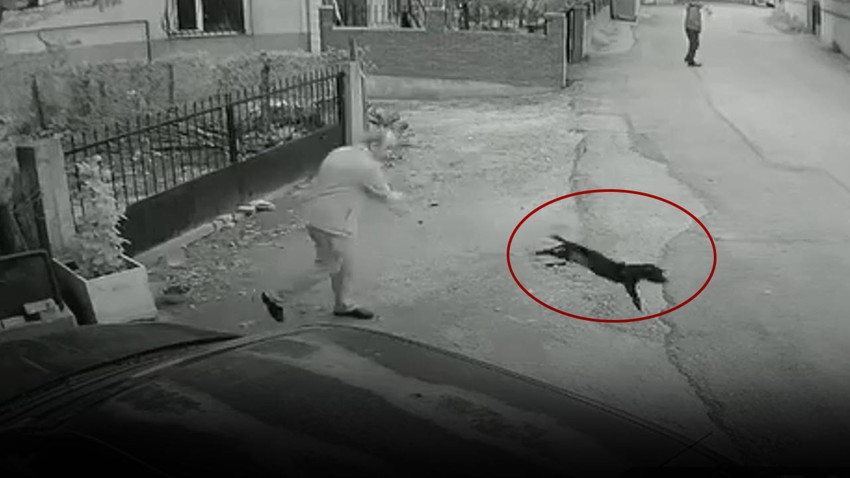 Vicdansızlığın bu kadarı! Yavru köpeği yere fırlattı… O anlar anbean kaydedildi