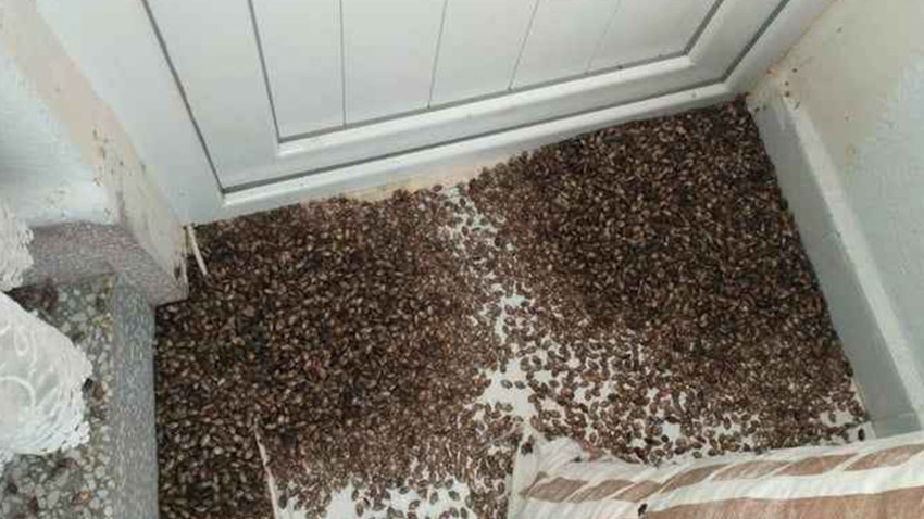 O bölgede alarm verildi! Kahverengi kokarca evleri istila etti: Uzmanlar vatandaşları uyardı