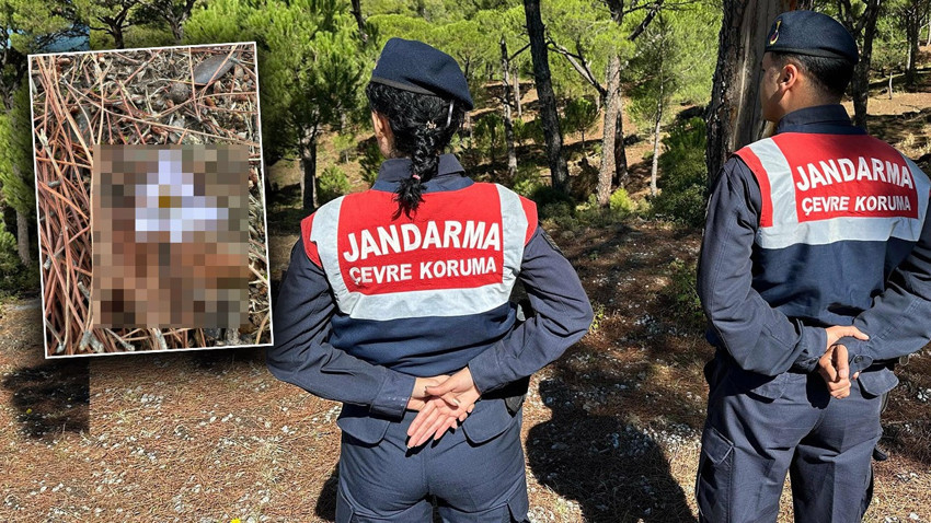 Sadece 15 gün açıyor… Bu çiçeği koparan yandı: Cezası dudak uçuklatıyor