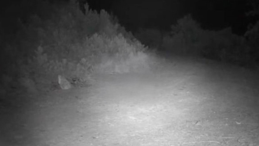 Çankırı’da fotokapan kaydetti! Ormanda yiyecek arayan dev cüssesiyle görenleri ürküttü