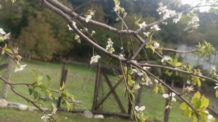Karabük’te sonbahar ortasında beklenmedik manzara! Ağaç yeniden çiçek açtı