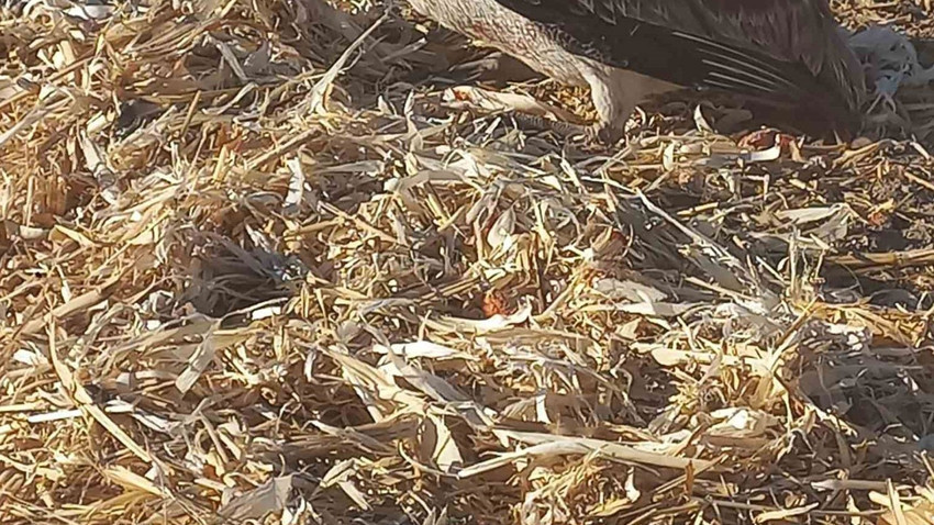 Konya’da göç yolunda yaralı halde bulundu! Duyarlı vatandaşlar ve ekipler seferber oldu