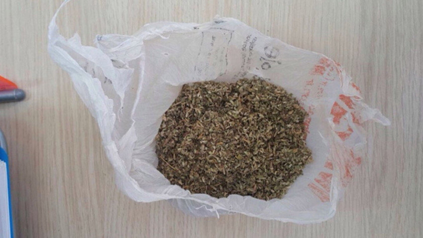 Sinop'ta bonzai ele geçirildi: 1 kişi tutuklandı