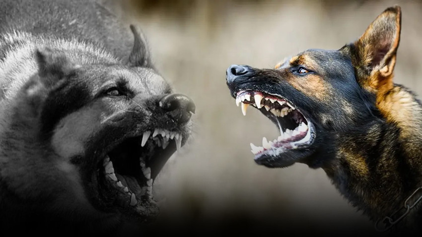 İstanbul Valiliği'nden sokak köpekleri genelgesi! O bölgelerde kontrolsüz beslemeye son!