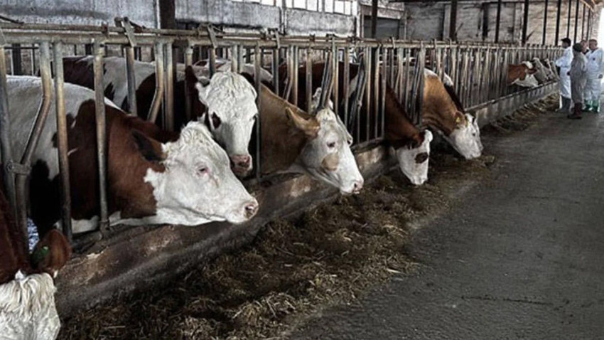 O ilde şap karantinası! Hareketler durduruldu