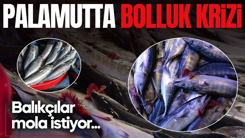 Palamut bolluğu kriz yarattı! Balıkçılar mola istiyor