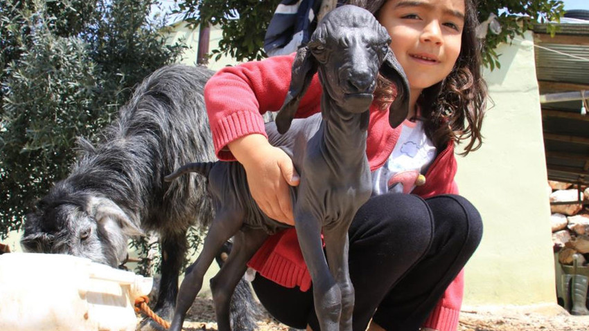 Gören şaşırdı... Tüysüz doğdu, bebek gibi bakılıyor - Resim : 2