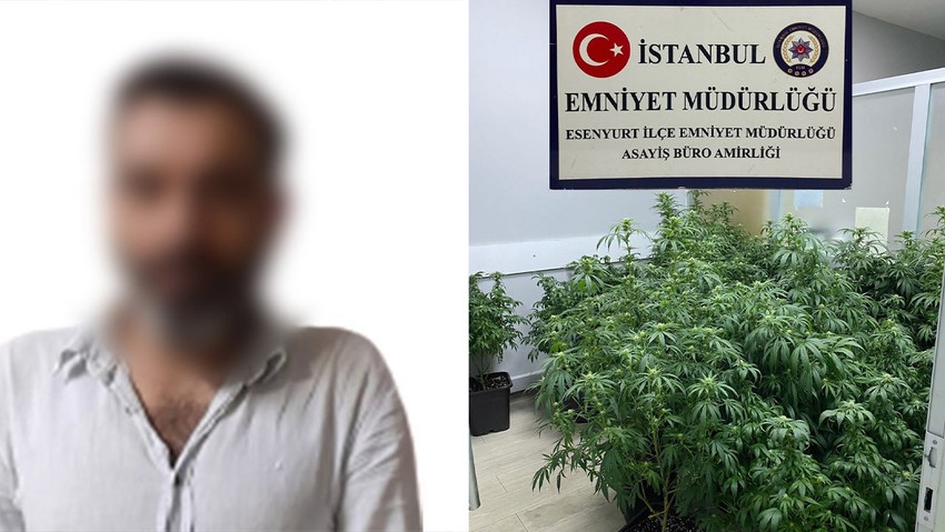 Evinde kurduğu sera usulü düzenekle kenevir yetiştiren zehir taciri yakalandı! - Resim : 1