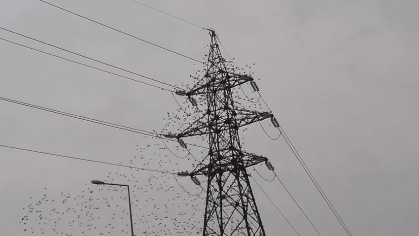 Bursa'da akşam saatlerinde sürü halinde görüldüler. Elektrik direğinin etrafında ilginç görüntüler oluşturduklarını fark eden vatandaşlar kayda aldı - Resim : 1