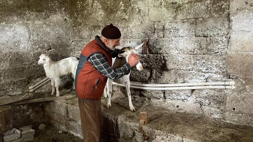 Rize'de başıboş sokak köpekleri ahırlara girerek ilçe sakinlerinin hayvanlarını telef etti! - Resim : 5