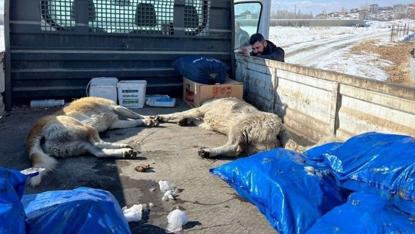 Eslem'in ölümünden sonra kentteki sokak köpekleri toplanıyor! - Resim : 2