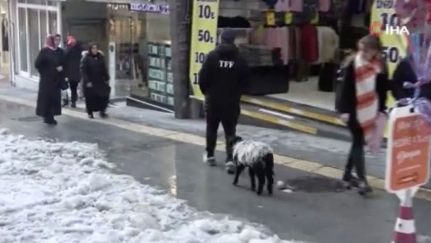 Giresun'da sahiplendiği kuzuyla şehrin maskotu oldu - Resim : 1