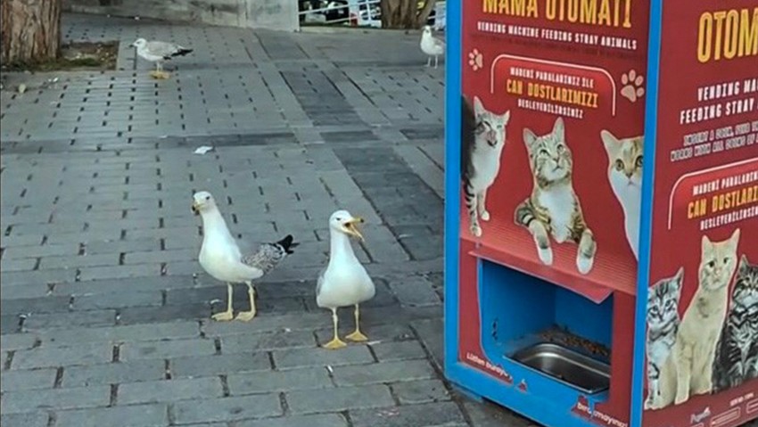Duyanlar kulaklarına inanamadı! Miyavlıyor ama kedi değil… O ilginç anlar anbean kamerada - Resim : 1
