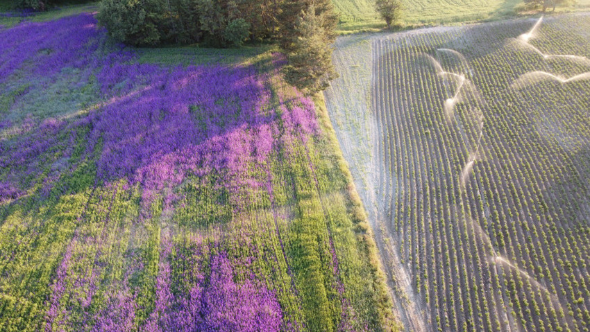 Bolu’da buğday tarlası çiçek bahçesine dönüştü - Resim : 1