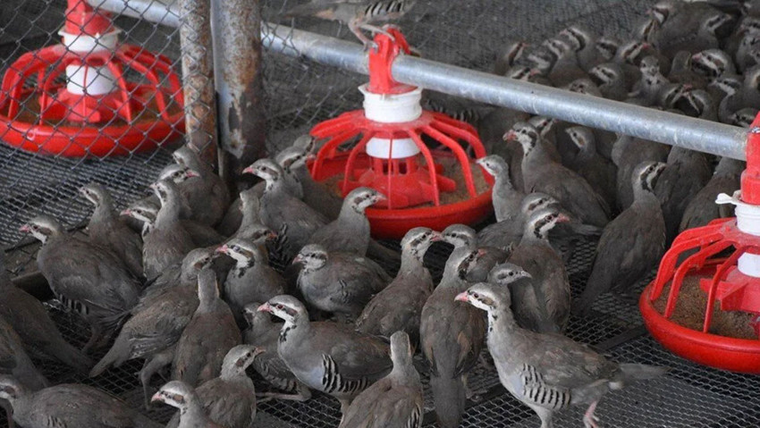 Kene ile doğal mücadele: Her yıl yüzlercesi doğaya bırakılıyor - Resim : 1