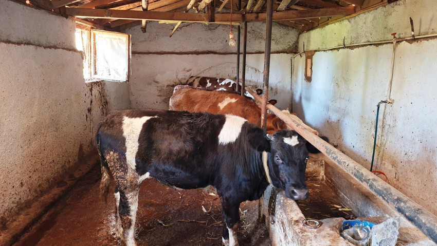 Kütahya'da büyükbaşlarda şap hastalığı tespit edildi, ilçe hayvan giriş çıkışına kapatıldı - Resim : 1
