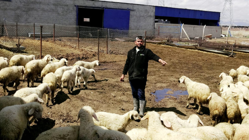 Besiciden çoban isyanı: 80 bin lira maaşla çalışacak kimseyi bulamıyoruz - Resim : 1