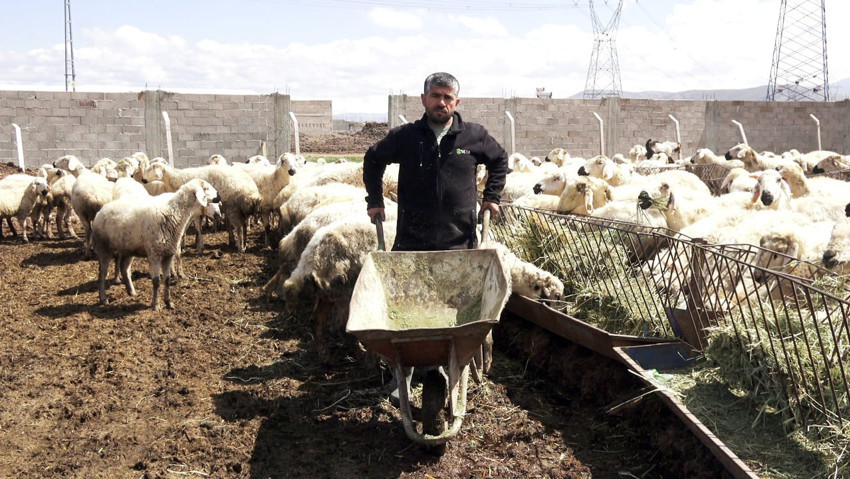 Besiciden çoban isyanı: 80 bin lira maaşla çalışacak kimseyi bulamıyoruz - Resim : 2