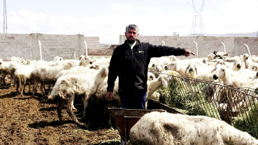 Besiciden çoban isyanı: 80 bin lira maaşla çalışacak kimseyi bulamıyoruz - Resim : 3