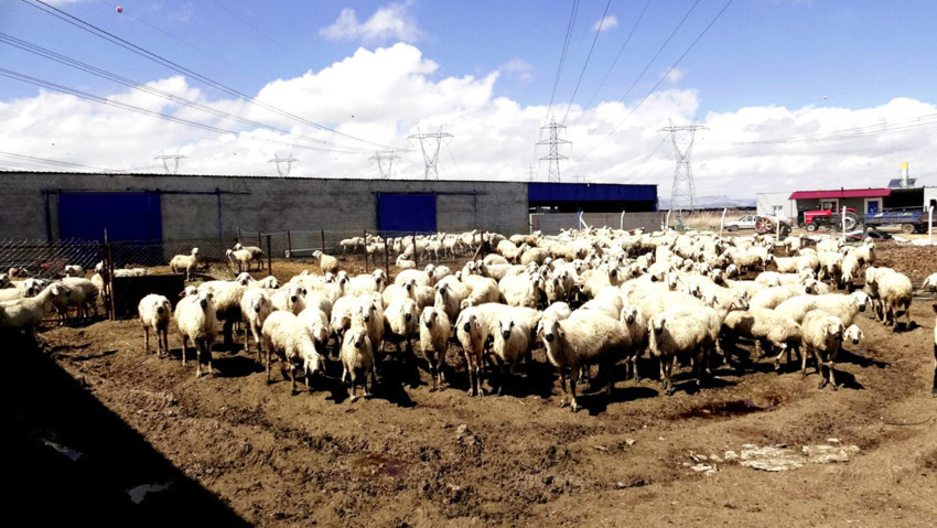 Besiciden çoban isyanı: 80 bin lira maaşla çalışacak kimseyi bulamıyoruz - Resim : 4