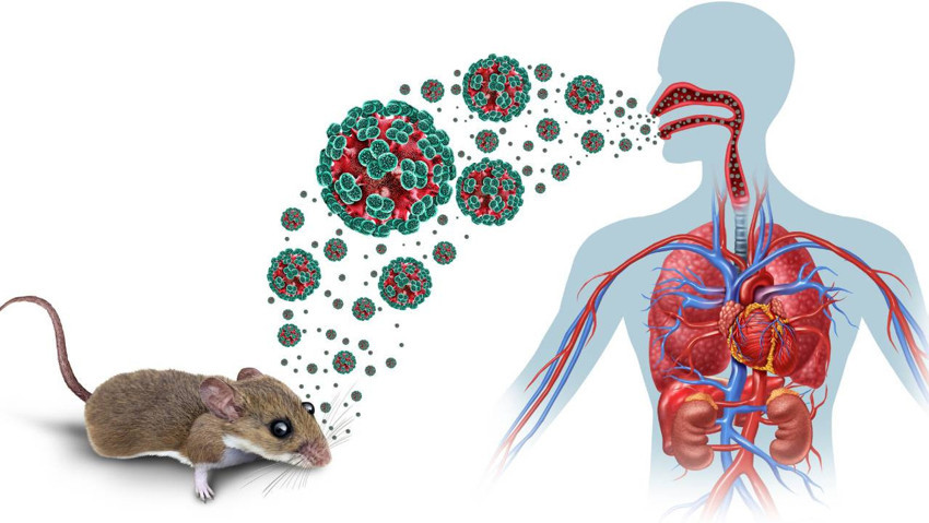 Okyanusun ortasında kabus! Tur gemisinde hantavirus salgını: 3 kişi hayatını kaybetti - Resim : 2