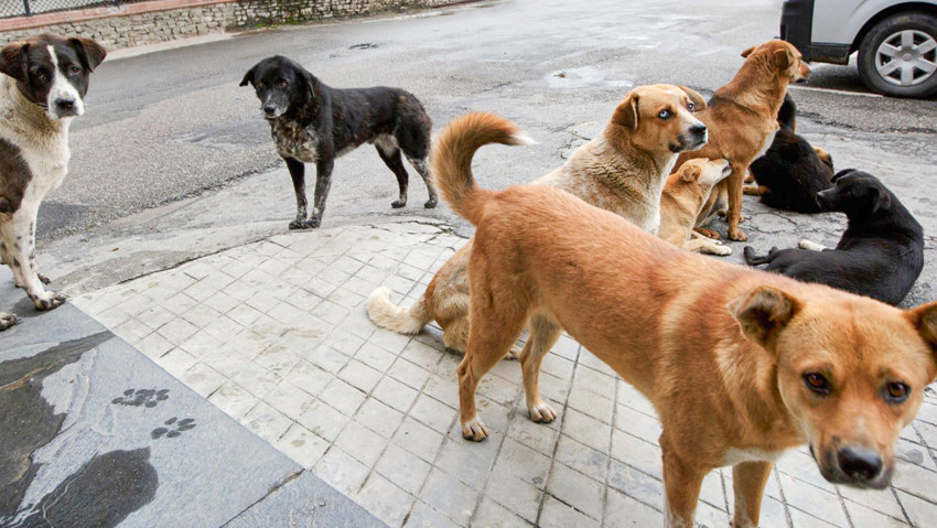 Bakan Çiftçi tarih verdi: Başıboş sokak köpeği sorunu sona erecek - Resim : 1