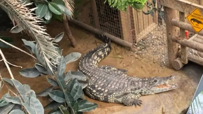 3 yaşındaki çocuk timsahlara fırlatıldı! Hayvanat bahçesinde facia: Şüpheli hakkında şoke eden karar - Resim : 1